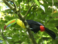 Ramphastos sulfuratus