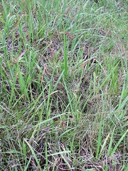 Rhynchospora brownii