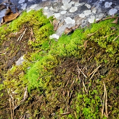 Hygrohypnum luridum