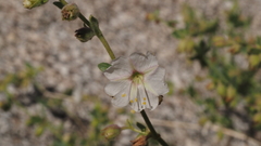 Mirabilis laevis retrorsa