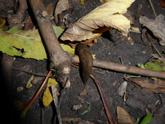 Tandonia