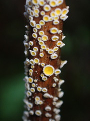 Capitotricha bicolor