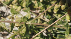 Mirabilis laevis retrorsa