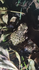 Bufotes viridis balearicus