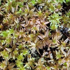 Ptychostomum pseudotriquetrum