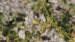 Mirabilis laevis retrorsa