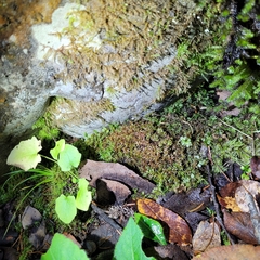 Ptychostomum pseudotriquetrum