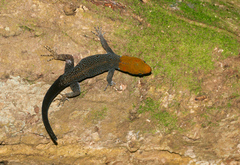 Gonatodes albogularis