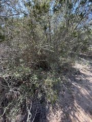 Castela erecta
