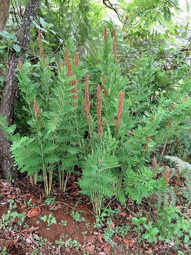 Osmunda image