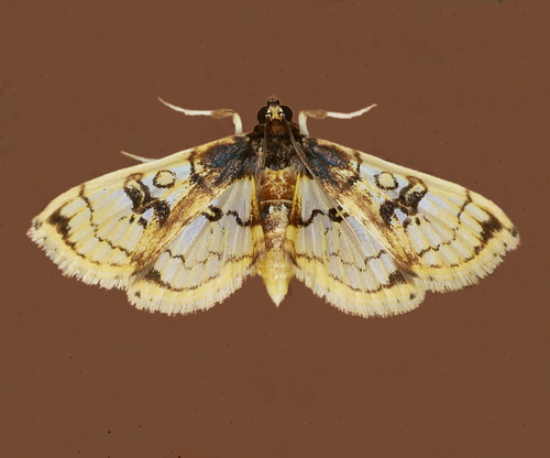 Compacta hirtalis Guenée, 1854