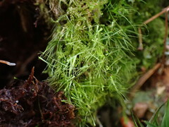 Dicranodontium denudatum