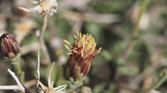 Brickellia frutescens