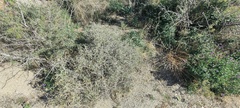 Brickellia frutescens