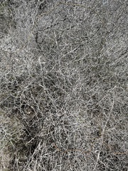 Sarcomphalus obtusifolius