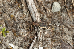 Neocicindela tuberculata