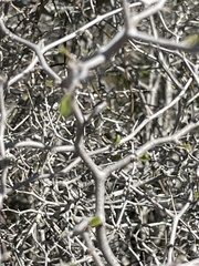 Sarcomphalus obtusifolius