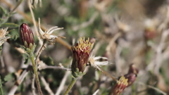 Brickellia frutescens
