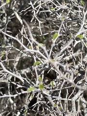 Sarcomphalus obtusifolius