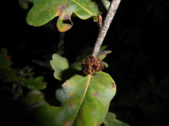 Andricus foecundatrix