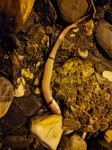Red Band-fish