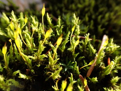 Racomitrium fasciculare