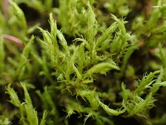 Racomitrium fasciculare
