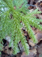 Dendrolycopodium dendroideum