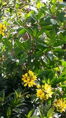 Galphimia glauca
