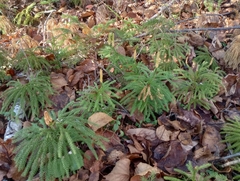 Dendrolycopodium dendroideum