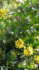 Galphimia glauca