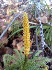 Dendrolycopodium dendroideum