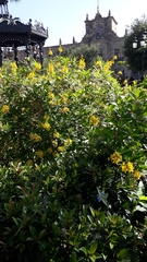Galphimia glauca