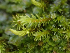Racomitrium aquaticum