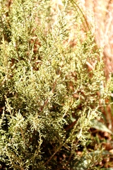 Dicerothamnus rhinocerotis