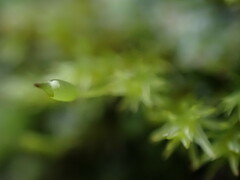 Racomitrium aquaticum