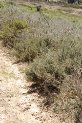 Dicerothamnus rhinocerotis