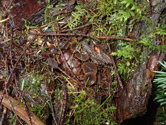 Ciboria rufofusca