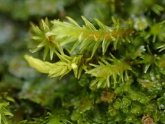 Racomitrium aquaticum