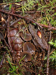 Ciboria rufofusca