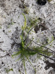 Microdon dubius