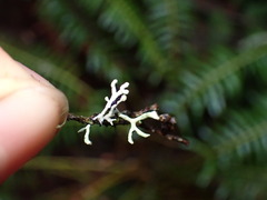 Hypogymnia tubulosa