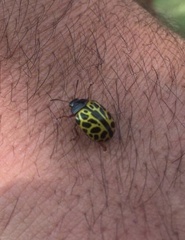 Calligrapha polyspila