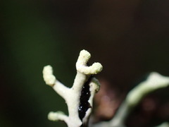 Hypogymnia tubulosa