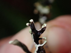 Hypogymnia tubulosa