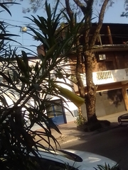 Cascabela thevetia