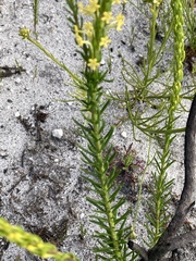 Microdon dubius