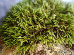 Racomitrium fasciculare