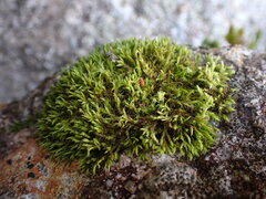 Racomitrium fasciculare