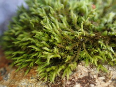 Racomitrium fasciculare